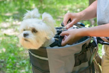 Bir köpek ile bir bisiklet sürme