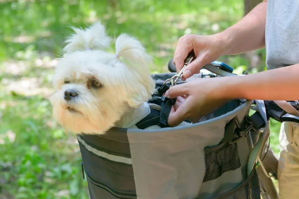 Een fiets met een hond — Stockfoto