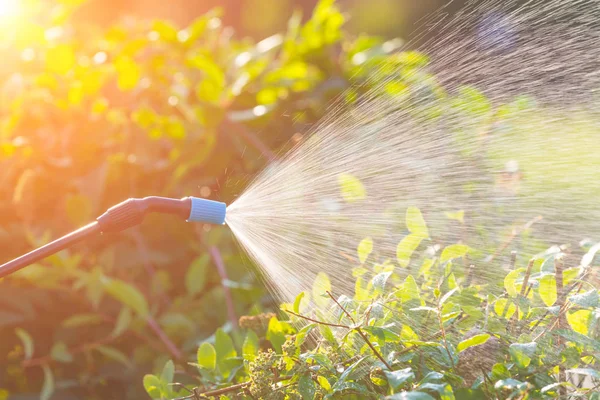 Spaying flowers with water or pesticides — Stock Image Spaying flowers with water or pesticides Royalty Free Stock Photos