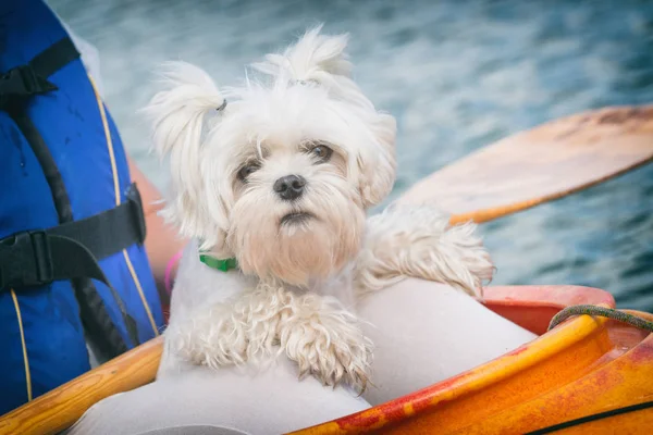 Piccolo cane su un kayak — Foto Stock