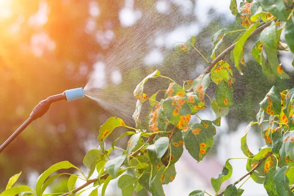 Spaying pohon dengan air atau pestisida — Stok Foto