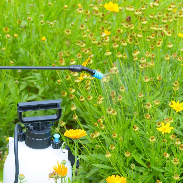 Spaying flowers with water or pesticides — Stock Photo, Image
