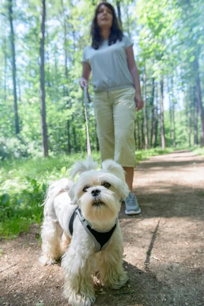 Köpeğiyle gezen kadın. — Stok fotoğraf