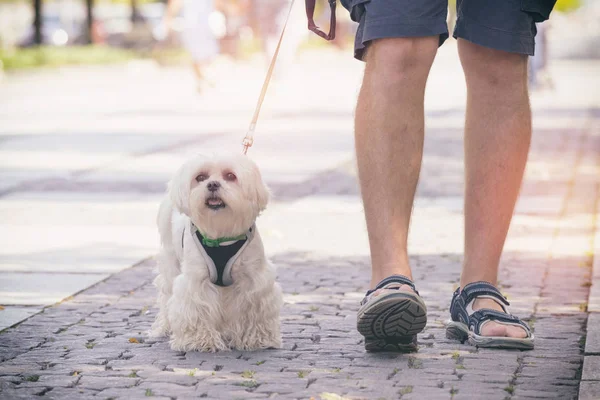 Mężczyzna spacerujący z psem — Zdjęcie stockowe