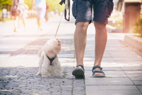 Hombre caminando con perro — Foto de Stock