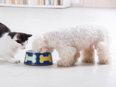Köpek ve kedi bir kaseden yemek