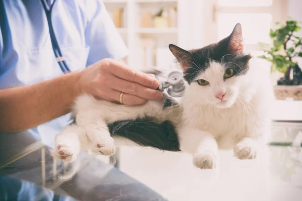 兽医检查一只猫 — 图库照片