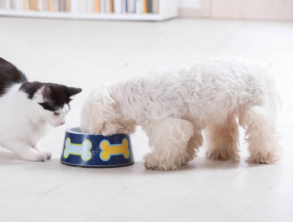 Dog and cat eating from a bowl