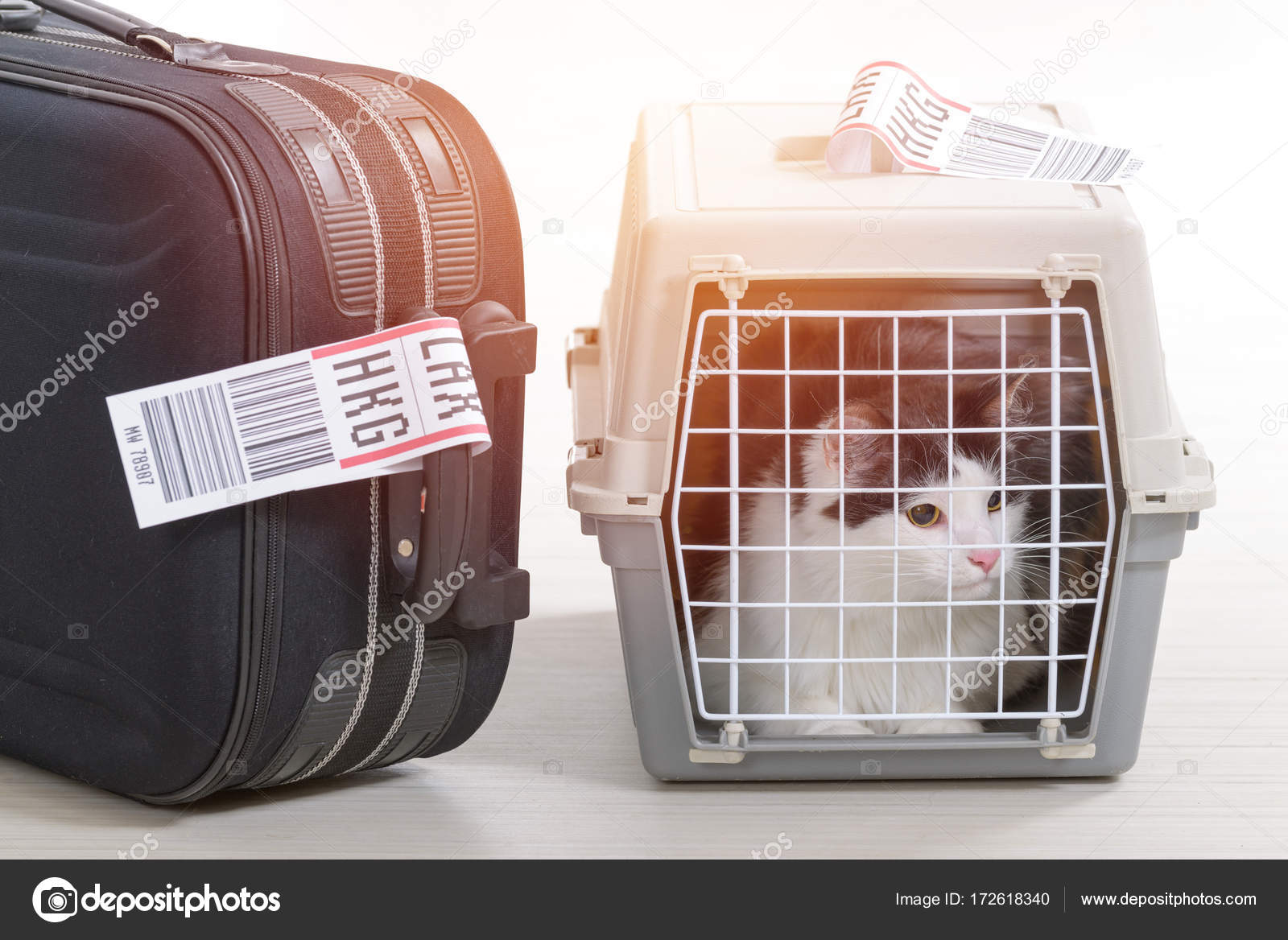 Cat in the airline cargo pet carrier — Stock Photo © Amaviael 172618340
