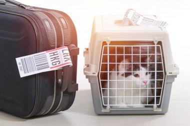 Kedi içinde belgili tanımlık havayolu kargo evde beslenen hayvan nakliyeci