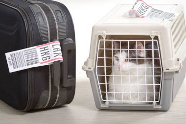 Kedi içinde belgili tanımlık havayolu kargo evde beslenen hayvan nakliyeci