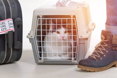 Kedi içinde belgili tanımlık havayolu kargo evde beslenen hayvan nakliyeci
