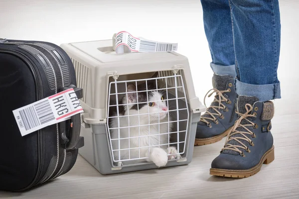 猫在航空公司货物宠物承运人 — 图库照片