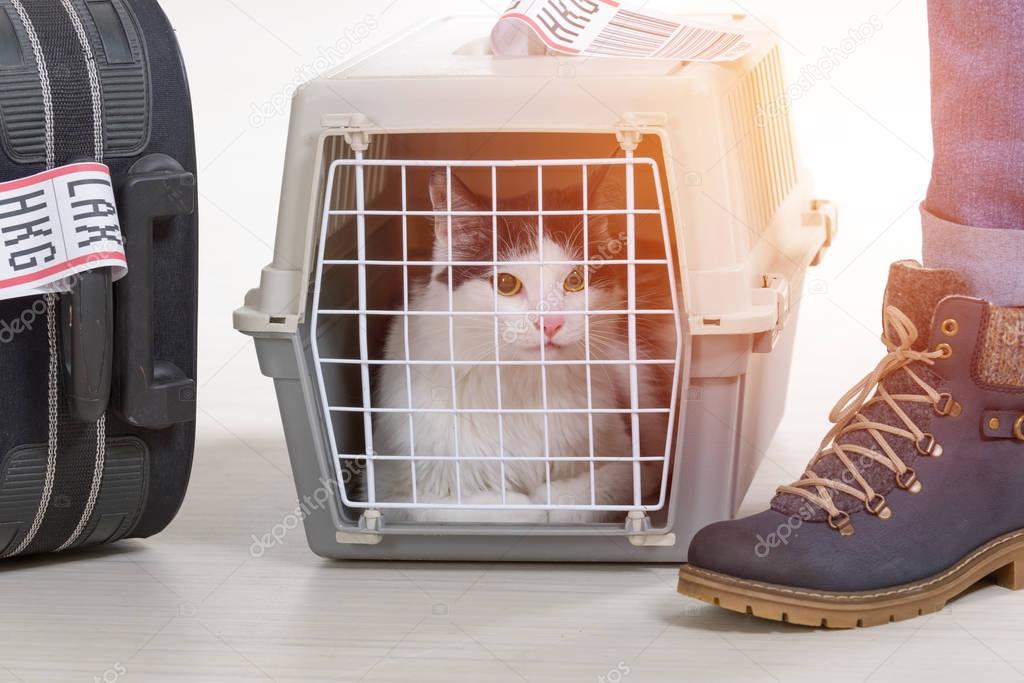 Cat in the airline cargo pet carrier