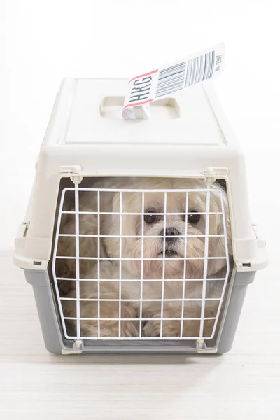 Pequeno cão na transportadora de animais de companhia aérea — Fotografia de Stock