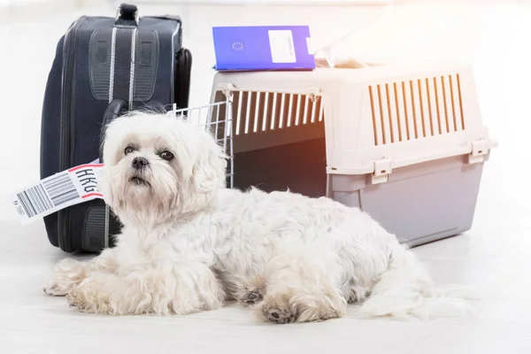 Little dog and the airline cargo pet carrier — Stock Photo, Image
