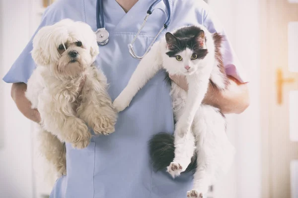 Ветеринар з собакою і кішкою — стокове фото