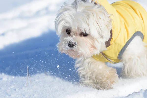 Cute dog Maltese playing outdoor in snow — Stock Photo, Image