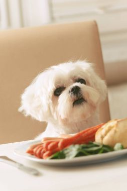 Sevimli köpek yemek istemekten