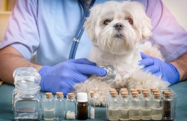 兽医用听诊器检查一只狗 — 图库照片