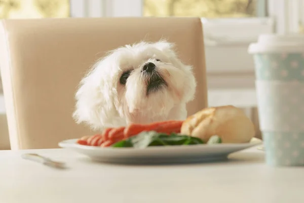 Anjing lucu meminta makanan. — Stok Foto