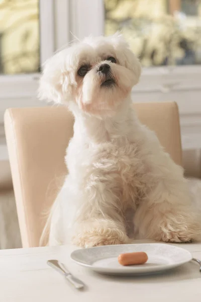 Schattige hond vragen voor voedsel — Stockfoto