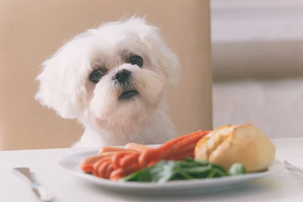 Aranyos kutya élelmiszert kérve — Stock Fotó