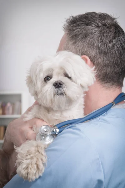 Glücklicher Tierarzt mit kleinem Hund — Stockfoto