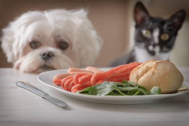 Sevimli köpek ve kedi yemek istemekten
