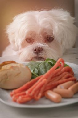 Cute dog asking for food clipart