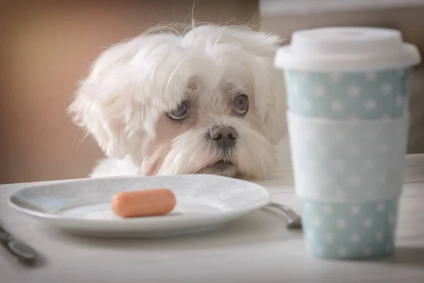 Lindo perro pidiendo comida — Foto de Stock