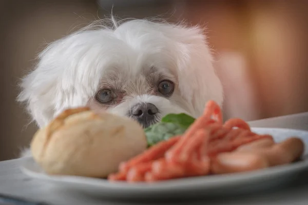 Cão bonito pedindo comida — Fotografia de Stock