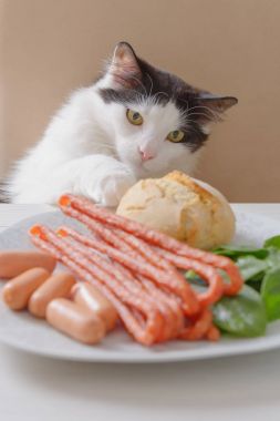 Kedi Gıda tablo çalmaya çalışır