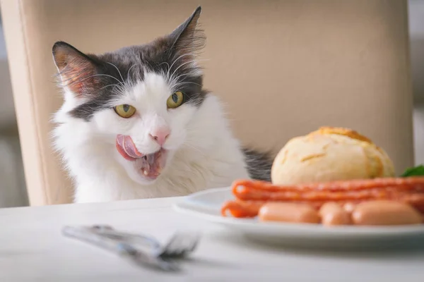 Pisica încearcă să fure mâncare de la masă — Fotografie, imagine de stoc