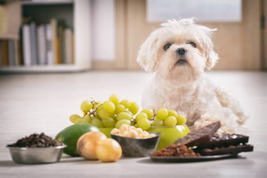 Küçük köpek ve ona zehirli gıda