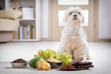 Küçük köpek ve ona zehirli gıda