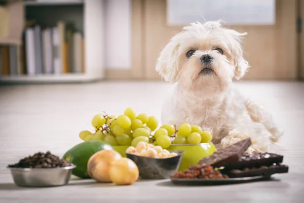 Küçük köpek ve ona zehirli gıda