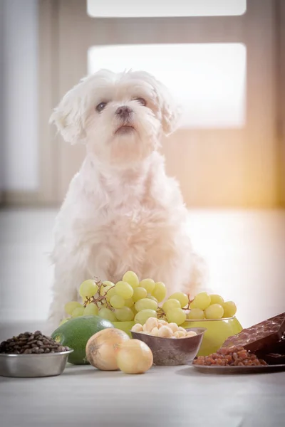 Perro pequeño y comida tóxica para él — Foto de Stock