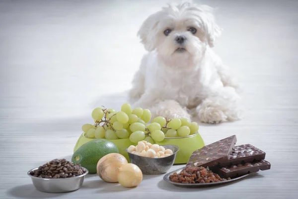 Perro pequeño y comida tóxica para él —  Fotos de Stock