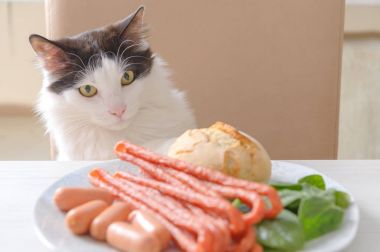 Kedi Gıda tablo çalmaya çalışır