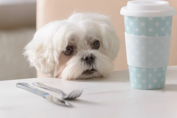 Netter Hund bittet um Futter — Stockfoto