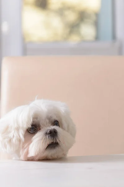 Lindo perro pidiendo comida — Foto de Stock