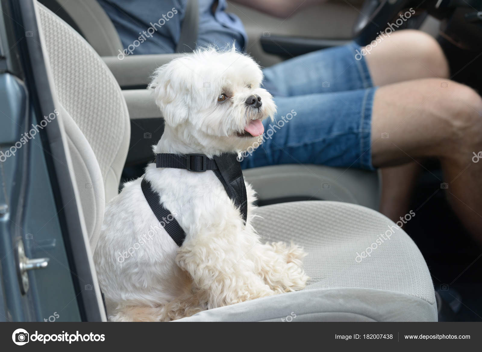 Hund im Auto unterwegs — Stockfoto © Amaviael 182007438