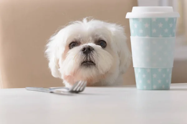 Cão bonito pedindo comida — Fotografia de Stock