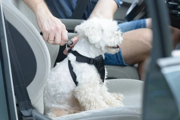 Bir arabada seyahat köpek — Stok fotoğraf