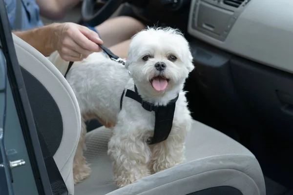 Dog traveling in a car — Stock Photo, Image