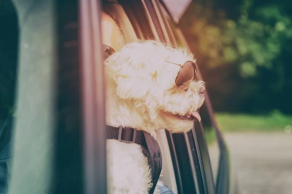 Hond reizen in een auto — Stockfoto