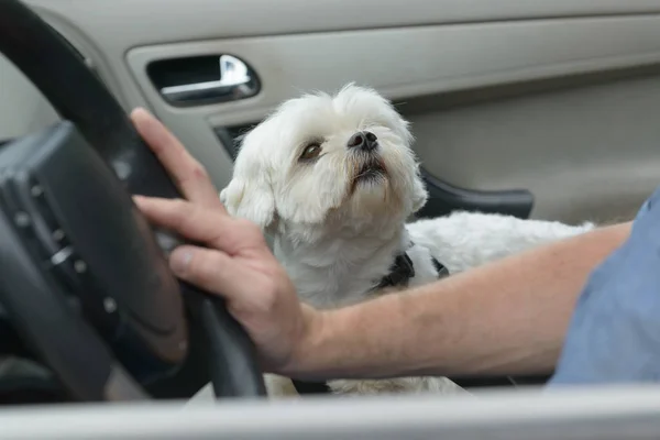 Hund sitzt im Auto — Stockfoto
