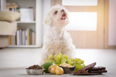 Küçük köpek ve ona zehirli gıda