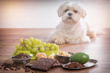 Küçük köpek ve ona zehirli gıda